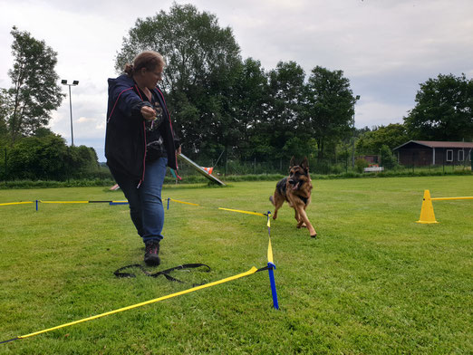 Longieren Hund Augsburg