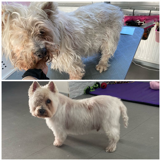 Mex ist 15 Jahre , hat einige Hauptprobleme und kam heute zum ersten Mal in meinen Salon. Ich wünsche ihm noch viele schöne Jahre und freue mich auf den nächsten Besuch 🥰🤩