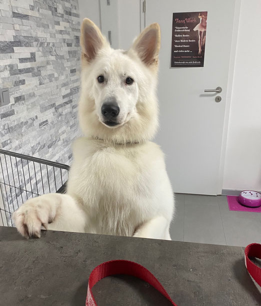 Einmal waschen und föhnen bitte 😍
