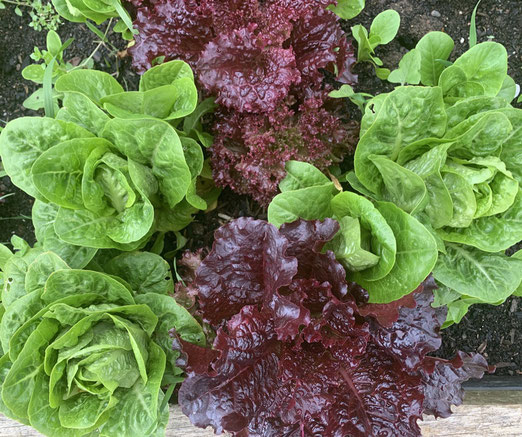 Don't pay $6.50 for a lettuce head - grow your own gourmet lettuce.