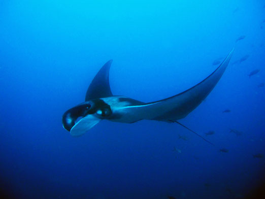 Mantarochen - Foto: Alice Bartlett