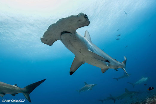 Scalloped hammerhead shark; Photo: Jordi Chias/CDF