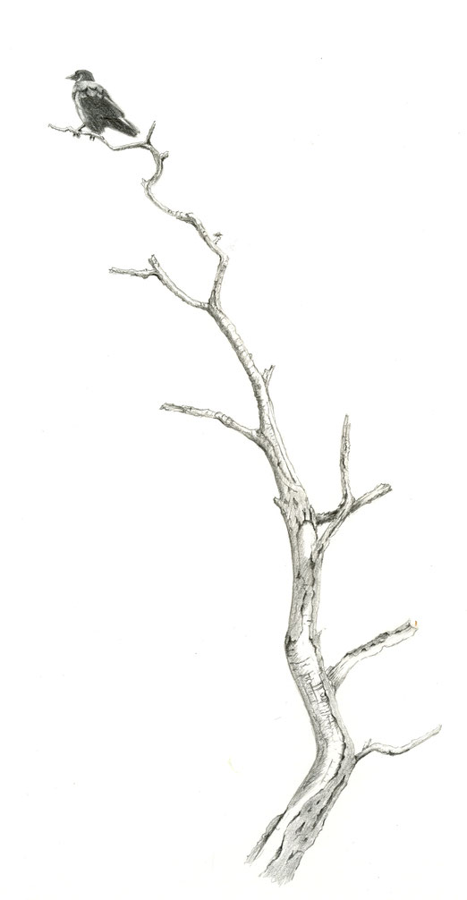 Corneille sur Robinier faux-acacia à Chabannes