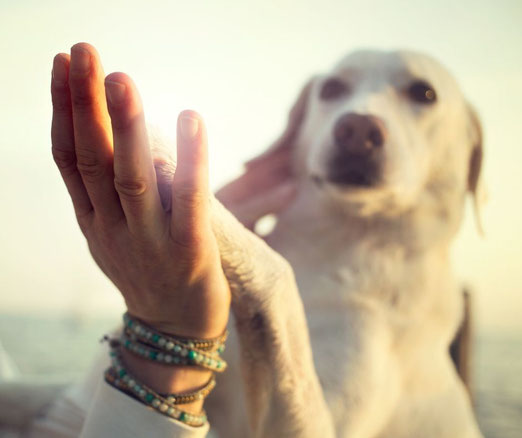 On voit un labrador beige poser sa patte dans la main d'une femme. La femme porte un bracelet de perles d'agates.