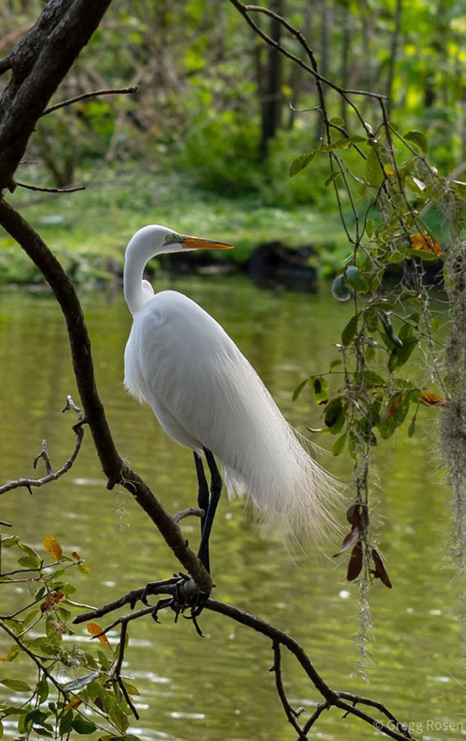 Egret. Nov. 2025