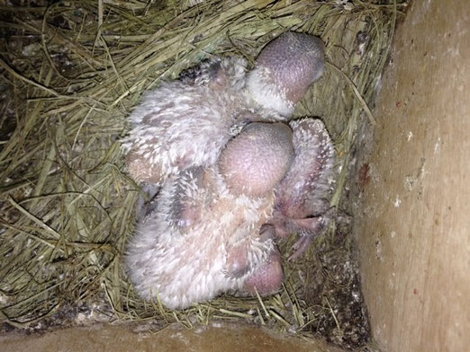 Agapornis Personatus con 16 días de vida