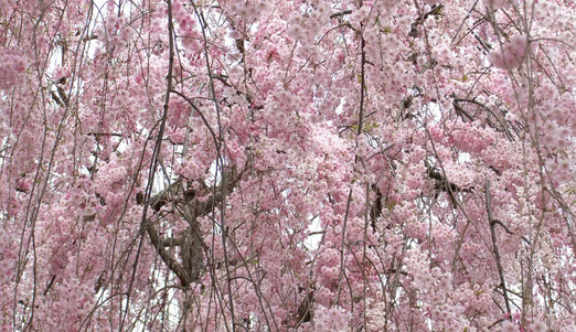 見事!常称寺紅八重枝垂れ桜(Miyuki)