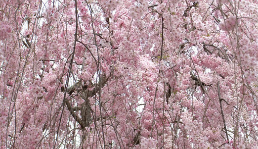 見事！常称寺紅八重枝垂れ桜(Miyuki)