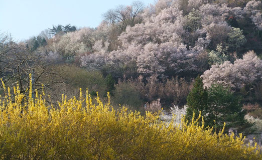 朝日の花見山です