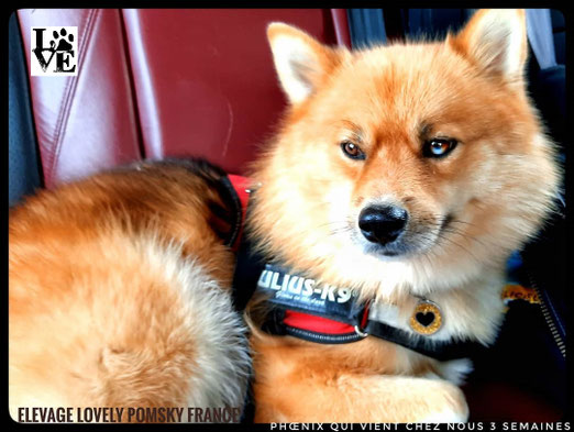 Phoenix, pomsky F1 type Renard né chez nous le 7 Février 2019