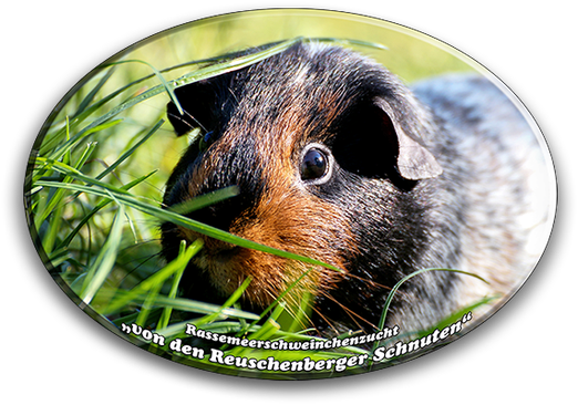 Hidalgo von Frankl´s - Unser Stammvater der Schimmel und Brindle in Glatthaar und Eng. Crested