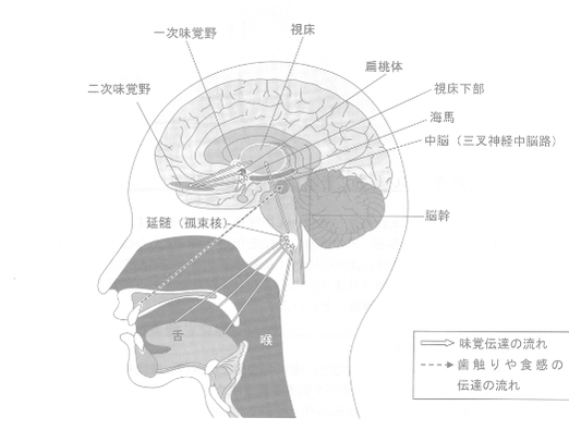 味を感知する脳の仕組み