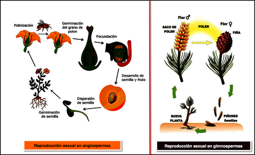 REPRODUCCIÓN Página web de biocientificos