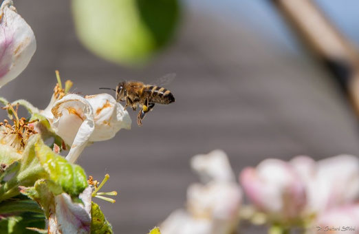 Erster Bienen-Besuch