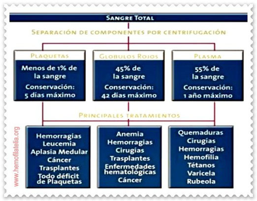 Preparación y principales usos de la sangre que donamos.