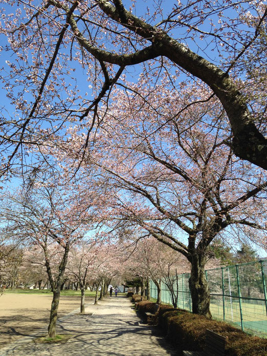 今日の雪窓公園の桜。開花しました