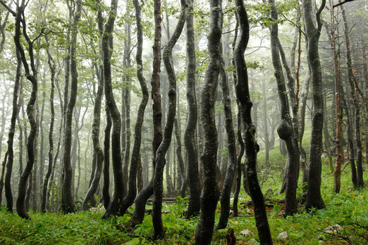 Nationalpark Nördlicher Velebit, Naturwunder Kroatien