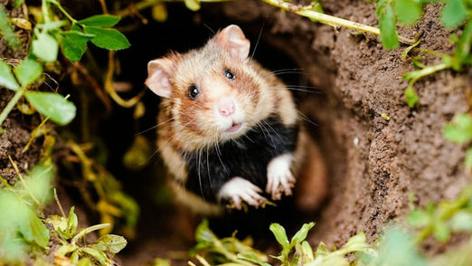 Hamster schaut aus dem Bau