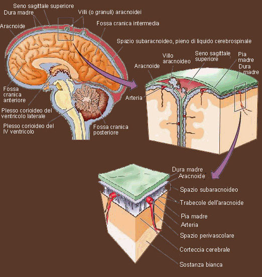 IL RESPIRO DELLA VITA equilibrioebenesserenaturali