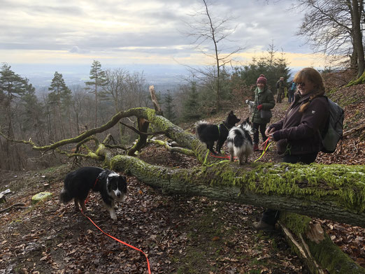 Social Walk 1 TrekkingDogs, Wandern mit Hund
