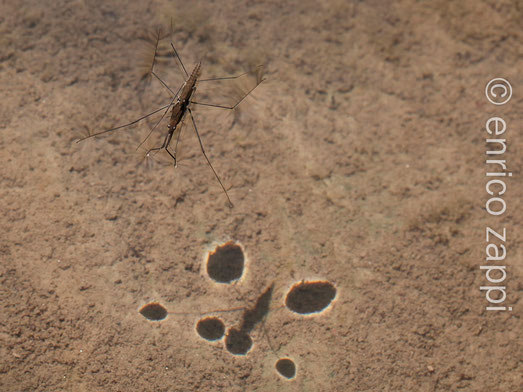 Coppia di Gerris Lacustris e.... l'ombra sul fondale del corso d'acqua su cui ...patinano