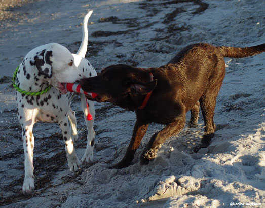 Somora`s Juniper Dream & Bodo Schönberger Strand Ostsee Oktober 2015