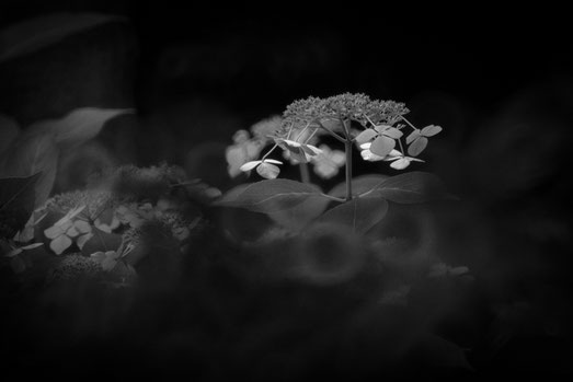 紫陽花の花に射す夏の光