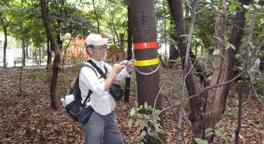 阿比太神社（市指定保護樹林）でナラ枯れを調査中のボランティア（黄テープ→被害木、赤テープ→うち枯死木。8/12）