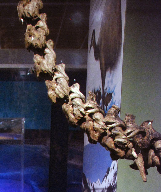 Neck vertebrae of the South Island giant moa - dinornis robustus - in the Otago Museum, Dunedin. Adult females stood up to 2 metres high at the back, and could reach foliage up to 3.6 metres off the g