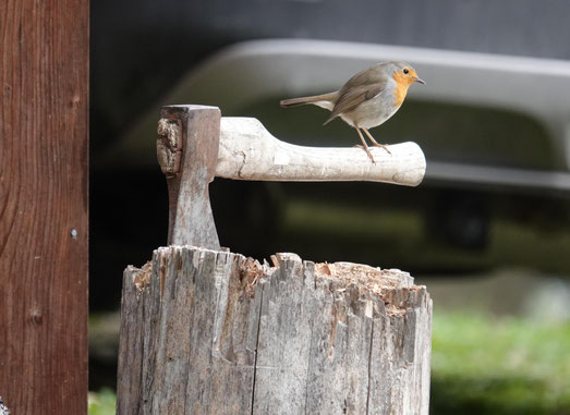 Foto: ©Hans-Ueli Thöni