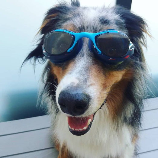 chien avec des lunettes 