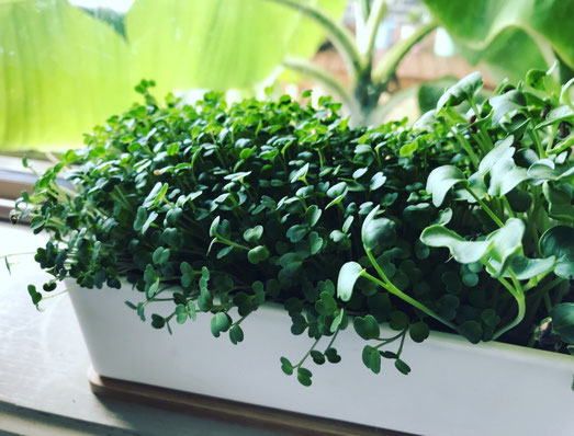 Grow sprouts on your windowsill this winter.