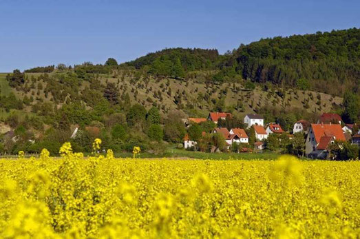 Wacholderheide an der Ostheimer Hute © Kulturland Kreis Höxter