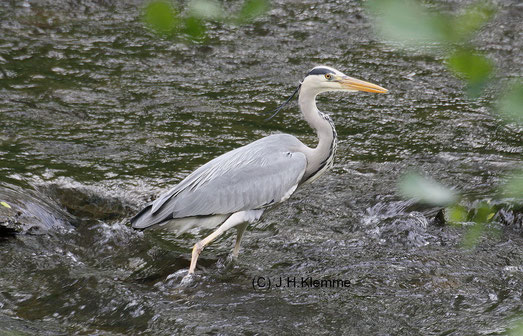 Graureiher (Ardea cinerea). Adulter Vogel bei der Fischjagd im Flussbett der Ahr nahe Altenahr, RLP [Mai]