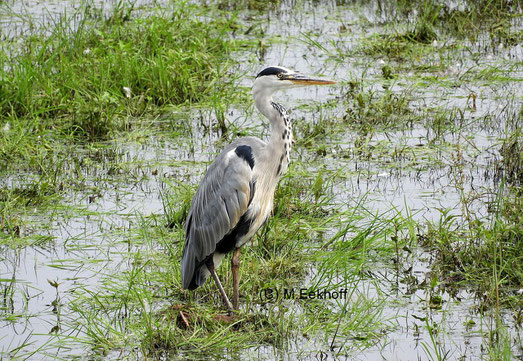 Graureiher (Ardea cinerea). Adulter Vogel bei der Nahrungssuche auf einer Feuchtwiese in der Nähe vom Dümmer See, NS [August]