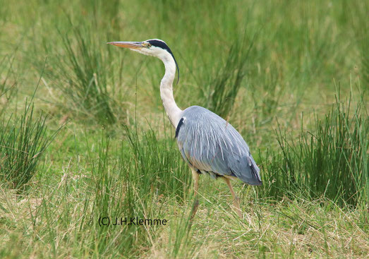 Graureiher (Ardea cinerea). Adulter Vogel bei der Nahrungssuche auf einer Feuchtwiese in der Nähe vom Dümmer See, NS [Juni]