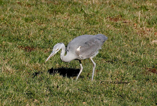 Graureiher (Ardea cinerea). Junger Vogel (im ersten Winter) bei der Mäusejagd auf einer Viehweide in der Nähe vom Laacher See, RLP [Februar]