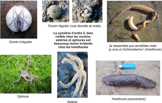 Différentes morphologies chez les Echinodermes