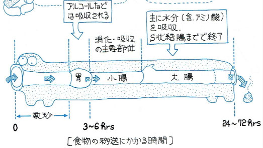 「イラスト解剖学」より