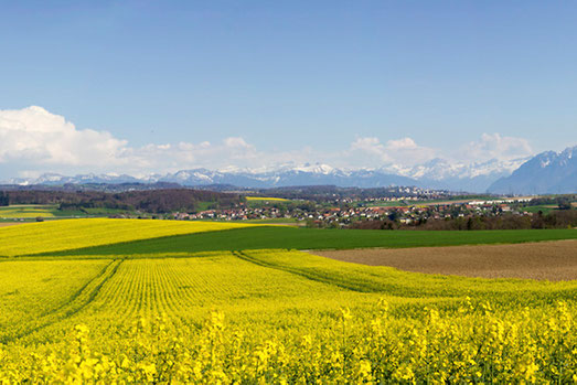 Radreise, Rapsfeld Schweiz