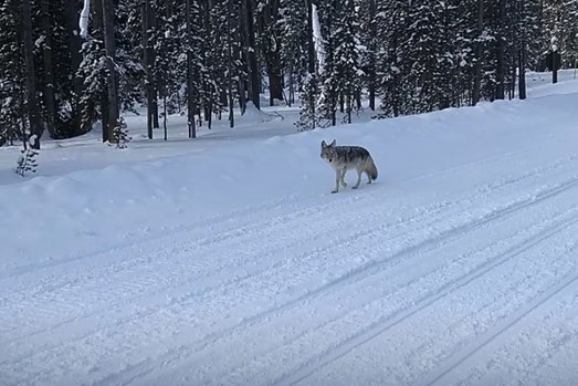 Kojote im Schnee, Tiere in Yellowstone, Schneemobiltour