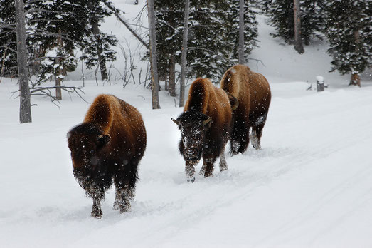 Wildlife on a snowmobile tour in Yellowstone