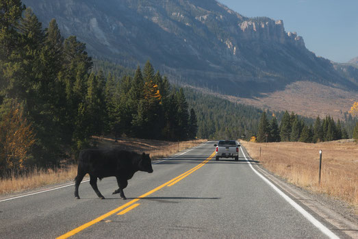 Cattle on the road, Wyoming, bison and cow, wildlife in Wyoming