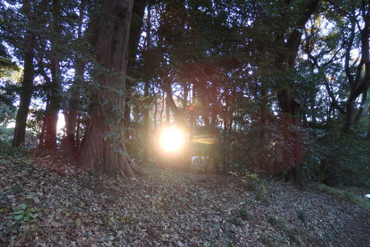 明治神宮にて