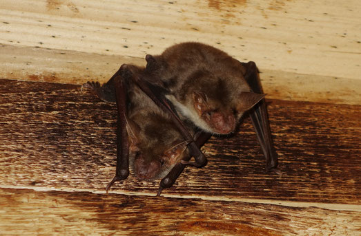 Im Landkreis Eichstätt leben 16 Fledermausarten. Hier das Große Mausohr. Foto: Willi Reinbold
