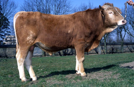 GAILLARD FR 3801989403 - CIA de Bel Air (UCEAR)