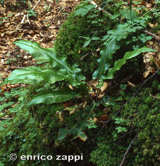Lingua Cervina (Phyllitis scolopendrium)