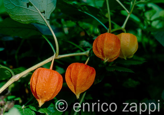 Frutti di Alkekengi - Physalis alkekengi
