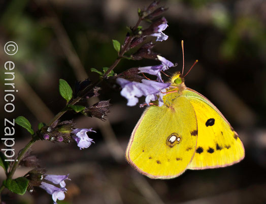 Pieride Colias Sulfureo