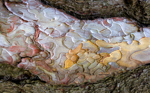 Sandra Gygax Fotografie & Kunst